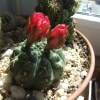 Zdjęcie z Polski - Gymnocalycium 