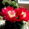 Zdjęcie z Polski - Gymnocalycium