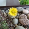 Zdjęcie z Polski - Lithops czyli żywe kamienie