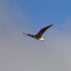 Zdjęcie z Australii - Ibis żółtoszyi