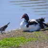 Zdjęcie z Australii - Jest i  kaczka piżmowa (Cairina moschata) albo jakas jej hybryda