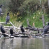 Zdjęcie z Australii - Kormoran zwyczajny ze swoją świtą