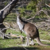 Zdjęcie z Australii - 