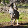 Zdjęcie z Australii - 