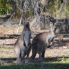 Zdjęcie z Australii - W lesie znowu spotylam wielkie pasikoniki ;)))