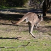 Zdjęcie z Australii - Lepiej uciekac :)
