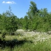 Zdjęcie z Polski - Bagno przy Carskiej Drodze pokryte kwitnącą wełnianką