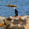 Zdjęcie z Australii - Dalej  urzeduje kormoran białolicy