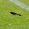 Zdjęcie z Australii - Nad stadionowa murawa mknie jak strzala wachlarzowka