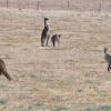 Zdjęcie z Australii - 