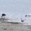 Zdjęcie z Australii - Dalej czapla bialolica i dwa ibisy - ino ze ten ibis z lewej jakis inny