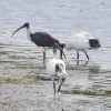 Zdjęcie z Australii - To ibis żółtoszyi (Threskiornis spinicollis), ktory przylaczyl sie do grupki ibisow czarnopiorych