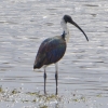 Zdjęcie z Australii - Ibis żółtoszyi
