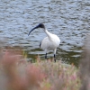 Zdjęcie z Australii - Troche dalej zaciekawiony ibis