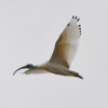 Zdjęcie z Australii - Ibis w locie