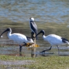 Zdjęcie z Australii - Ten kormoran przysiadl na kolku i obserwuje poczynania ibisow