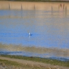 Zdjęcie z Australii - Kormoran na lowach