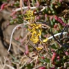 Zdjęcie z Australii - Jeszcze jeden przyklad slonobagiennej flory