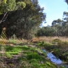 Zdjęcie z Australii - A oto i  strumień Glenloth Creek, ktory zasila wodą rozlewiska
