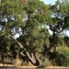 Zdjęcie z Portugalii - dąb korkowy, z których słynie region Alentejo