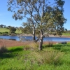 Zdjęcie z Australii - Rozlewiska Kityaparri zasilane przez strumien Pedler Creek