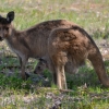 Zdjęcie z Australii - 