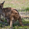 Zdjęcie z Australii - 