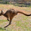 Zdjęcie z Australii - 