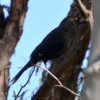 Zdjęcie z Australii - Kurawonga czarna (Strepera graculina)