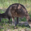Zdjęcie z Australii - Wiecej kangurow