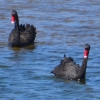 Zdjęcie z Australii - 