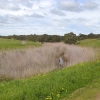 Zdjęcie z Australii - Strumien Pedler Creek