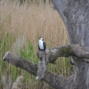 Zdjęcie z Australii - Kormoran białolicy