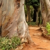 Zdjęcie z Portugalii - mała alejka wśród potężnych drzew...