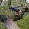 Zdjęcie z Portugalii - pawie w przypałacowym ogrodzie - to nic nadzwyczajnego, ale łażące po drzewach? 😄 