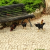 Zdjęcie z Portugalii - ale już kury luzem łażące po ogrodach... 😲