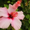 Zdjęcie z Portugalii - potężny hibiskus przy murach Obidos