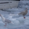 Zdjęcie z Danii - Ilulissat