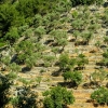 Zdjęcie z Hiszpanii - kto był na Majorce- ten wie, że wyspa słynie z upraw migdałowców