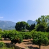 Zdjęcie z Hiszpanii - a dalej az do samego Soller jedzie się p/ tzw. Dolinę Pomarańczy...