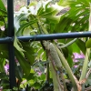 Zdjęcie z Portugalii - Owocująca monstera. Takie owoce widzieliśmy, a nawet próbowaliśmy na targu 😊