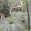 Zdjęcie z Australii - Grass trees