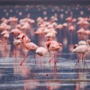 Kenia