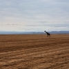 Zdjęcie z Kenii - Amboseli NP