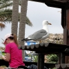 Zdjęcie z Portugalii - Casa di Sardinha na Ponta de São Lourenço