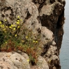 Zdjęcie z Portugalii - Ponta de São Lourenço