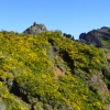 Zdjęcie z Portugalii - Trekking po szczytach Madery