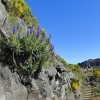 Zdjęcie z Portugalii - Trekking po szczytach Madery