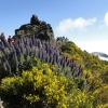 Zdjęcie z Portugalii - Trekking po szczytach Madery