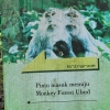 Zdjęcie z Indonezji - 